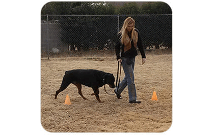 Module 6 Graduation dog toy recognition training